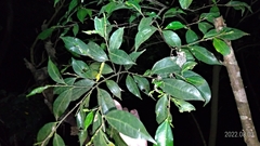 Ficus ampelos