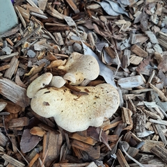 Tapinella panuoides