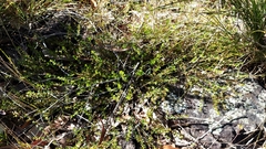 Phyllanthus hirtellus