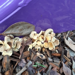 Tapinella panuoides
