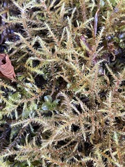 Rhytidiadelphus loreus