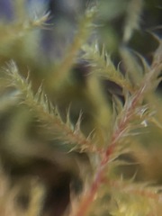 Rhytidiadelphus loreus