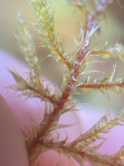 Rhytidiadelphus loreus