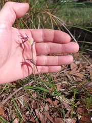 Lyperanthus suaveolens