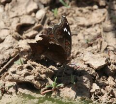 Junonia natalica natalica