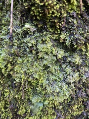 Riccardia chamedryfolia