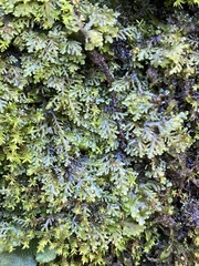 Riccardia chamedryfolia