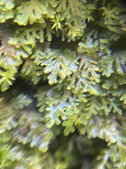 Riccardia chamedryfolia