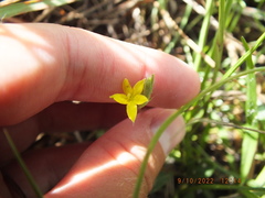 Hypoxis