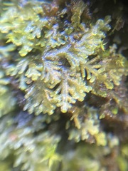 Riccardia chamedryfolia