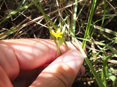 Hypoxis