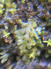 Riccardia chamedryfolia