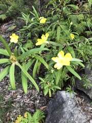 Hibbertia saligna