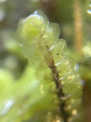 Scapania undulata