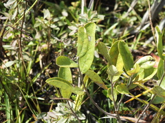 Asimina reticulata