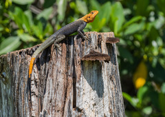 Agama picticauda