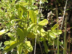 Asimina reticulata