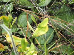 Asimina reticulata