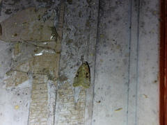 Xestia normanianus