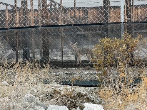 iNaturalist observation photo of Coyote
