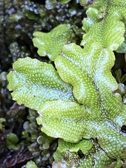 Conocephalum conicum