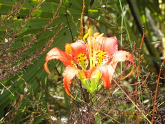 Lilium catesbaei