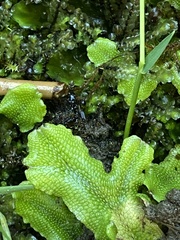 Conocephalum conicum