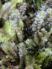 Scapania undulata