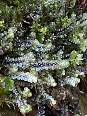 Scapania undulata