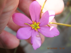 Sabatia grandiflora