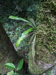 Polypodiaceae