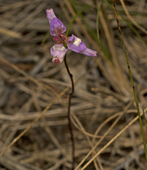 Utricularia caerulea