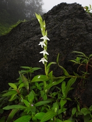 Habenaria heyneana