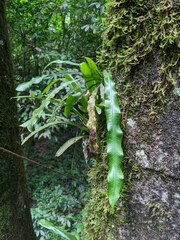 Polypodiaceae
