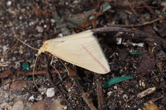 Rhodometra sacraria