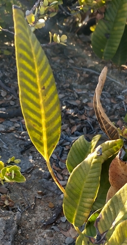 Selliguea feei, photograph 6