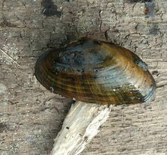 Alasmidonta marginata