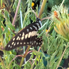 Graphium doson