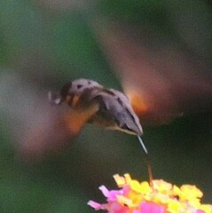 Macroglossum