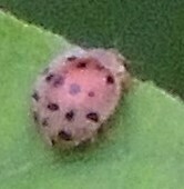 Henosepilachna vigintioctopunctata