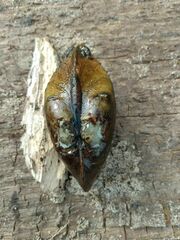 Alasmidonta marginata