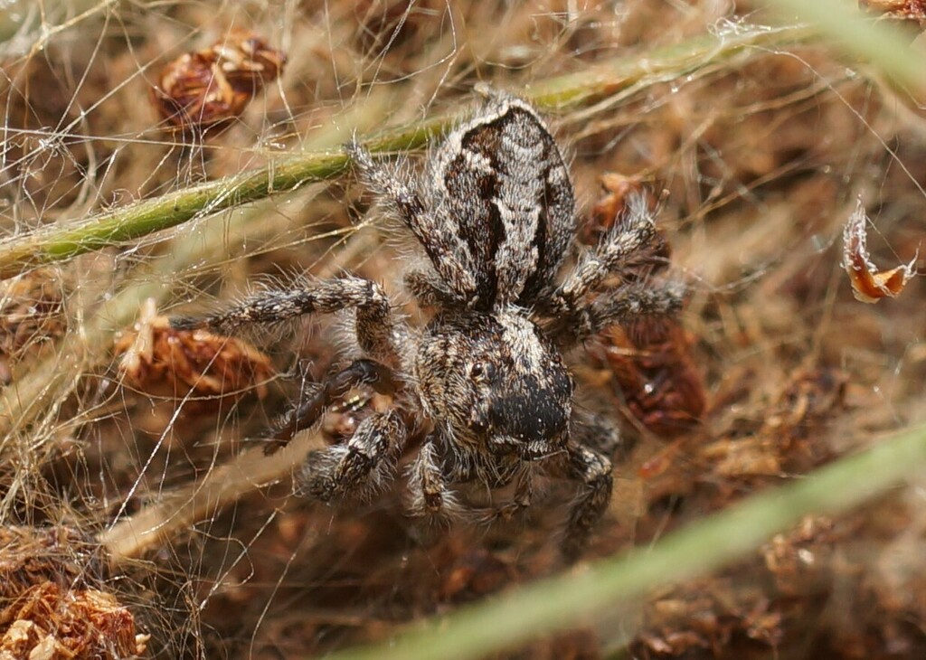 Evarcha insularis