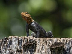 Agama picticauda