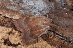 Noctua janthina