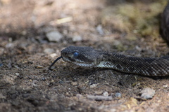 Crotalus basiliscus