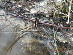 Pisaurina brevipes
