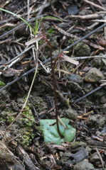 Cyrtostylis oblonga