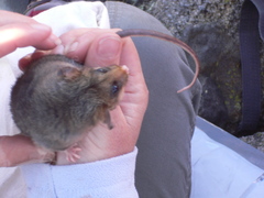 Burramys parvus