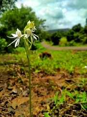 Habenaria grandifloriformis
