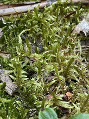 Pleurozium schreberi